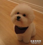 <b>养宠物有哪些好处？</b>