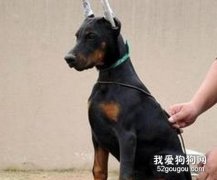 有关杜宾犬的美容常识介绍