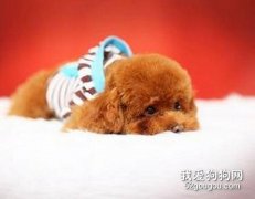 教您如何对待犬的呕吐性疾病