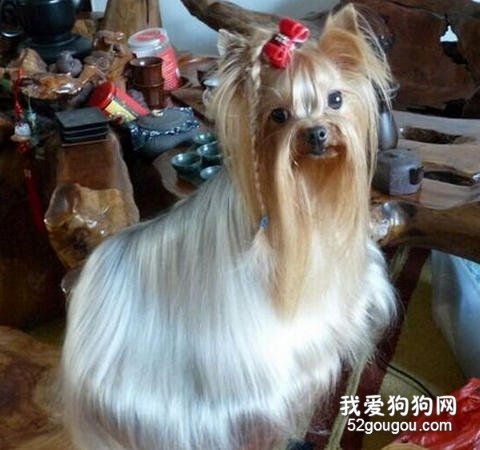 约克夏梗犬美容