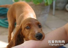 详谈狂犬病的潜伏期和症状