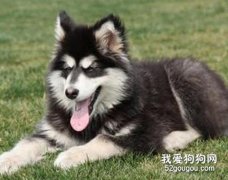 美容护理阿拉斯加雪橇犬