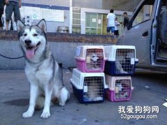 有关宠物乘机注意事项