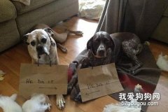 狗狗为什么做坏事？