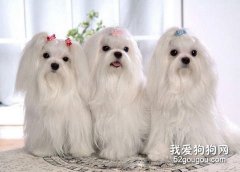 马尔济斯犬的美容