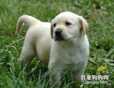 幼犬勿喂鸡骨