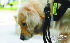 选择合适的牵引绳 对狗狗安全很关键！