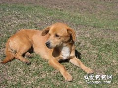 看看您养犬是否科学?