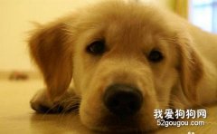 犬的胃内异物症