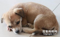 如何区分犬的真假感冒