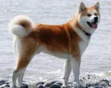 秋田犬的美容护理