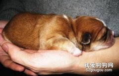 新生幼犬要注意保暖措施