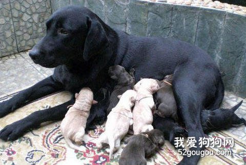 新生幼犬窒息