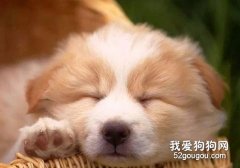 幼犬破伤风怎么办？