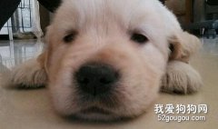 幼犬轮状病毒感染怎么办？