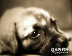 幼犬链球菌感染怎么办？