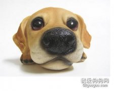 狗狗的嗅觉知识