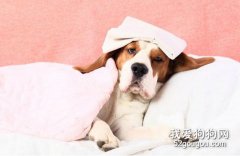狗狗疾病如何传染给人类？