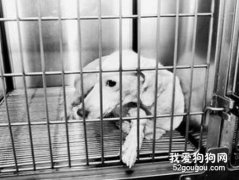 如何预防狂犬病？