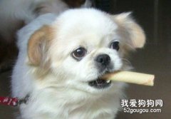 狗狗食盐中毒怎么办？