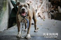 有关狂犬病的认识与防治