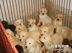 饲养幼犬全攻略