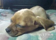 犬中毒的各种急救知识