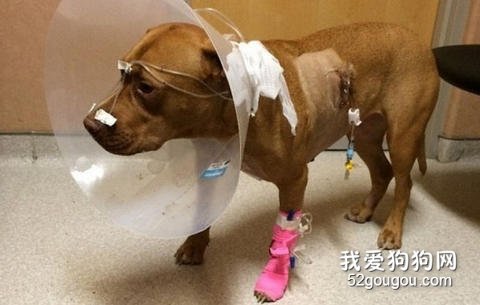 狗狗救护