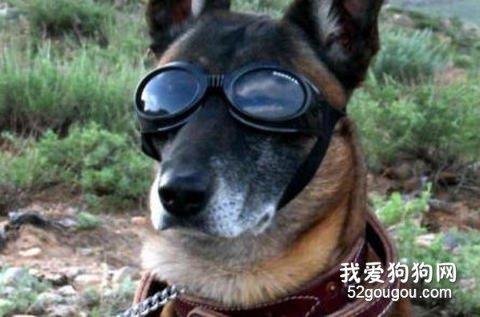 宠物视力保护