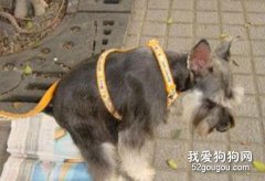 训练爱犬在户外上厕所