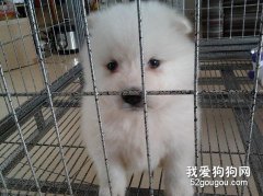狗需要笼子吗？