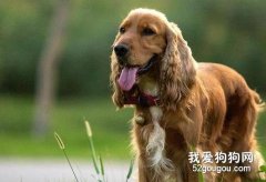 可卡犬的耳部护理