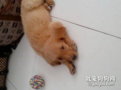 犬传染性胃肠炎防治