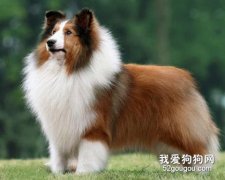 喜乐蒂牧羊犬的养护和美容