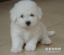 如何调整比熊犬喂食量？