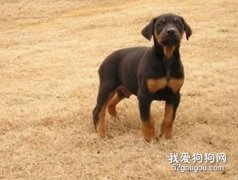 杜宾幼犬健康心理塑造与素质培养