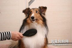 怎样正确为爱犬梳毛