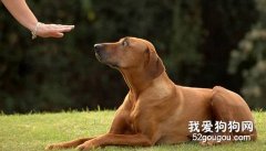 训练犬不要乱啃衔物品