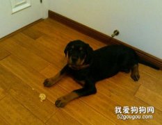 罗威纳犬的睡眠