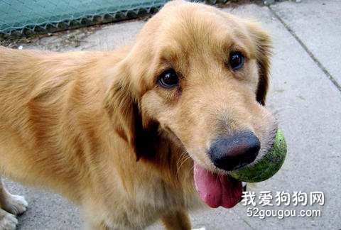 狗狗玩耍训练