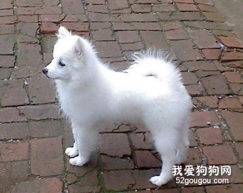 银狐幼犬调教