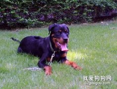 罗威纳犬美容必备工具