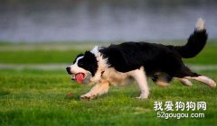 边境牧羊犬的运动及训练