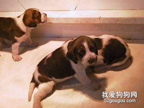 饲养猎狐犬