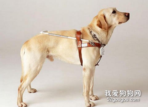 保护拉布拉多关节