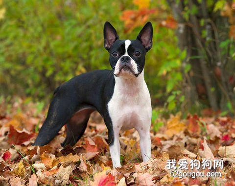 饲养波士顿犬