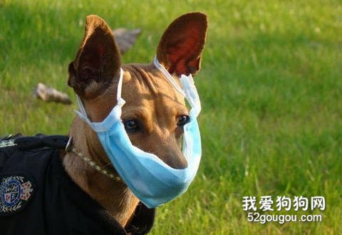 狗狗冬季防流感