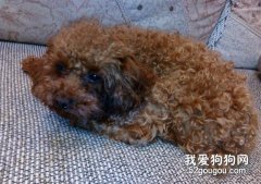 解析犬食洋葱会中毒