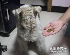 如何面对宠物挑食？