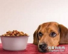 狗狗的家庭饮食